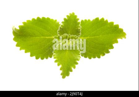 Coleus amboinicus, origan cubain isolé sur fond blanc Banque D'Images