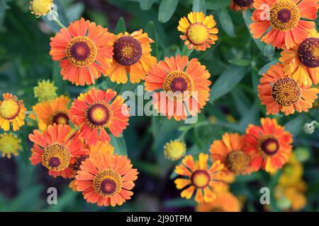 De belles fleurs de Helenium orange en gros plan Banque D'Images