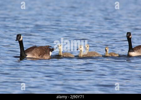 Les parents d'oies du Canada Branta canadensis nageant avec des oisons sur un lac au printemps Banque D'Images