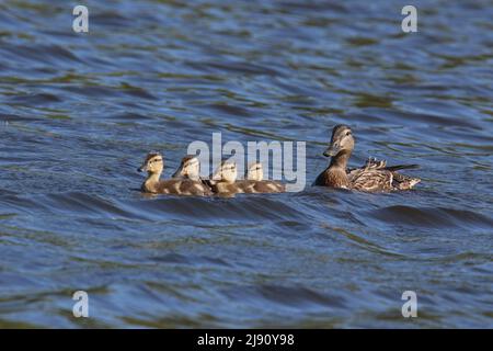 Mère canard collard Anas platyrhynchos avec quatre canetons nageant à Springtime Banque D'Images