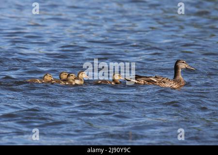 Mère canard collard Anas platyrhynchos avec cinq canetons nageant à Springtime Banque D'Images