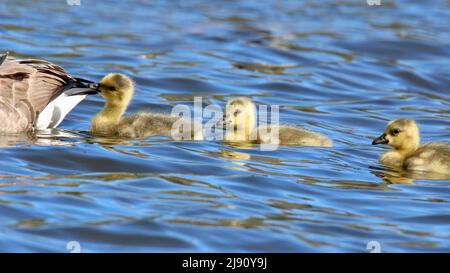 Les parents d'oies du Canada Branta canadensis nageant avec des oisons sur un lac au printemps Banque D'Images