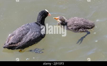 Adulte Moot nourrissant jeune Fulica atra, Hertfordshire Royaume-Uni Banque D'Images