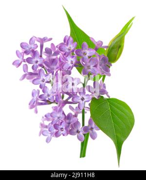 Fleurs lilas avec feuilles isolées sur fond blanc. Masque. Fleur de Syringa vulgaris Banque D'Images