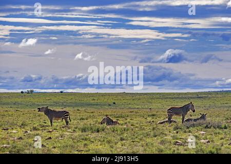 Zèbres de montagne du Cap (Equus zébra zébra) dans le parc national de Mountain Zebra, Cap oriental, Afrique du Sud Banque D'Images