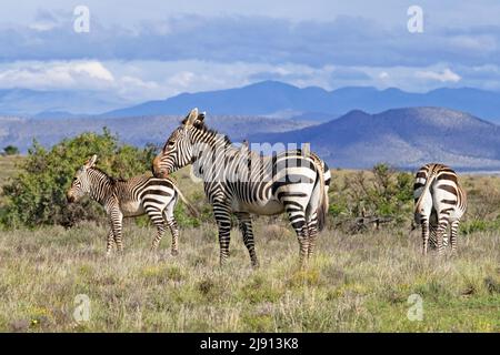 Zèbres de montagne du Cap avec foal (Équus zébra zébra) dans le parc national de Mountain Zebra, Cap oriental, Afrique du Sud Banque D'Images