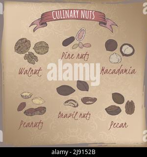 Ensemble de couleurs de six noix les plus courantes - noix, arachide, pin de pierre, noix du Brésil, macadamia, pécan. Série de noix culinaires. Illustration de Vecteur