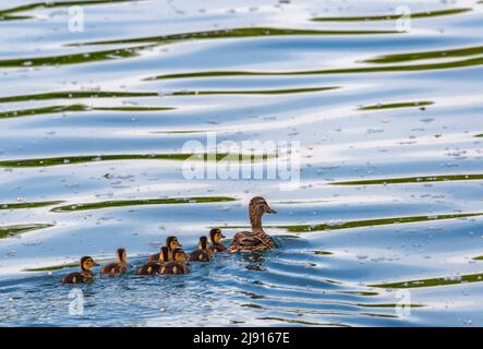 Canard colvert femelle, aras platyrhynchos et canetons Banque D'Images