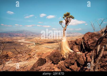 Arbre en bouteille dans le centre de Socotra, au Yémen, pris en novembre 2021, post-traité en utilisant le bracketing d'exposition Banque D'Images