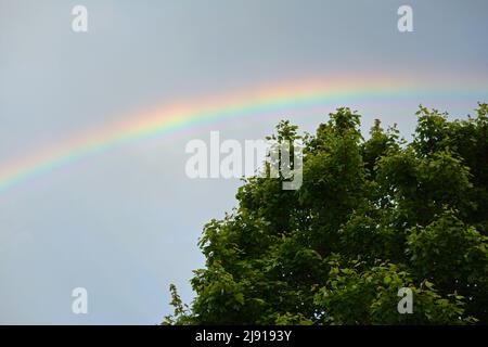 Un arc-en-ciel sur un arbre dans un ciel gris Banque D'Images