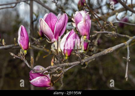 Magnolia x soulangeana 'Rustica Rubra' (soucoupe Magnolia) Banque D'Images