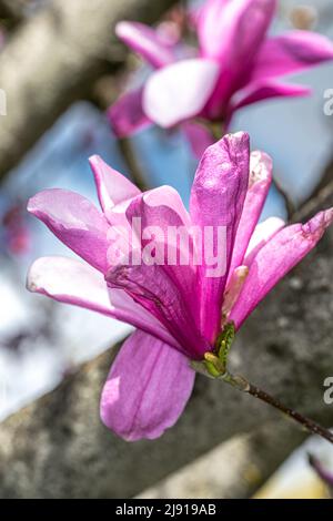 Fleur pourpre de Magnolia ‘Galaxy’ Banque D'Images