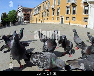 beaucoup de pigeons urbains à la recherche de miettes à manger dans la grande place avec très peu de personnes pendant le terrible verrouillage Banque D'Images