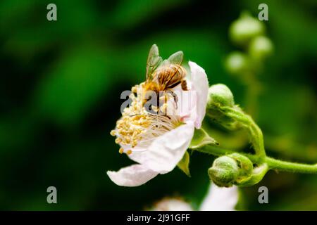 Une abeille dans une fleur de blackberry Banque D'Images