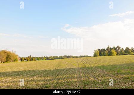 Agriculture, plante de soja sur le terrain, printemps, sélectif Banque D'Images