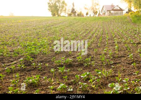 Agriculture, plante de soja sur le terrain, printemps, sélectif Banque D'Images