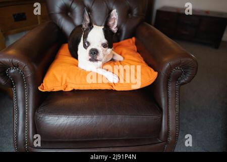 Le jeune Boston Terrier est couché sur un coussin orange au-dessus d'une chaise en cuir marron de style vintage. Banque D'Images