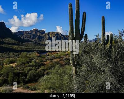 Le site de loisirs Water Users Recreation, au nord-est de Phoenix, en Arizona, est magnifique et robuste Banque D'Images