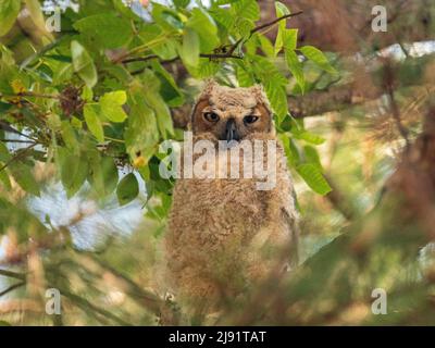 Petite petite chouette à cornes assise dans un arbre Banque D'Images