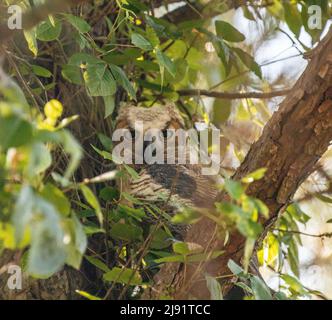 Petite petite chouette à cornes assise dans un arbre Banque D'Images