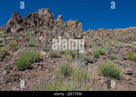 Floraison du tajinaste rouge ou de l'échium wildpretti dans le parc national du Teide Banque D'Images