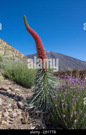 Floraison du tajinaste rouge ou de l'échium wildpretti dans le parc national du Teide Banque D'Images