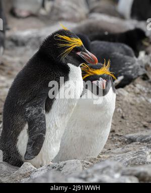 Paire de pingouins de Macaroni dans une colonie de Rockhopper Banque D'Images