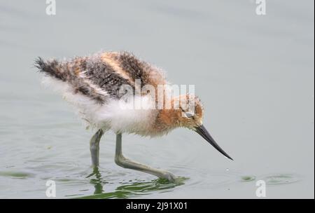 L'Avocette d'une pataugeoire Banque D'Images