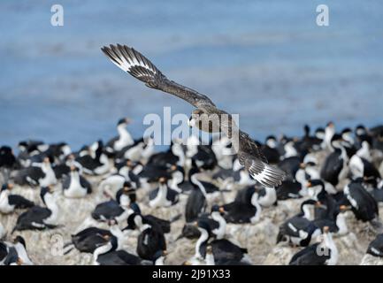 Falkland Skua (Antarctique de Catharacta) s'élaie avec l'œuf de cerf impérial Banque D'Images