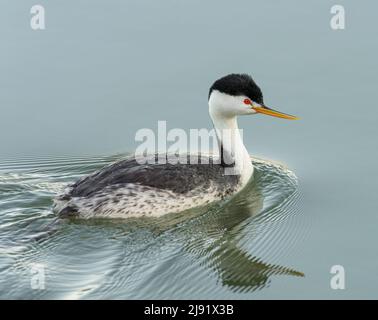 Clark's Grebe nageant Banque D'Images