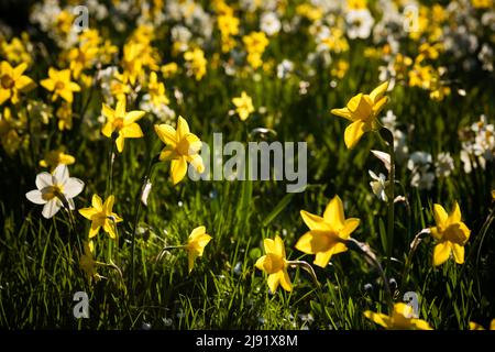 Jonquilles sur la pelouse en contre-jour. Fond floral. Banque D'Images