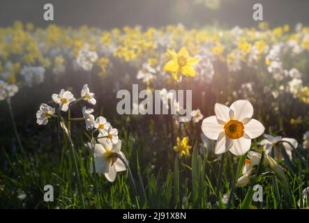 Jonquilles sur la pelouse en contre-jour. Fond floral. Banque D'Images