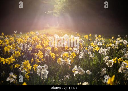 Jonquilles sur la pelouse en contre-jour. Fond floral. Banque D'Images