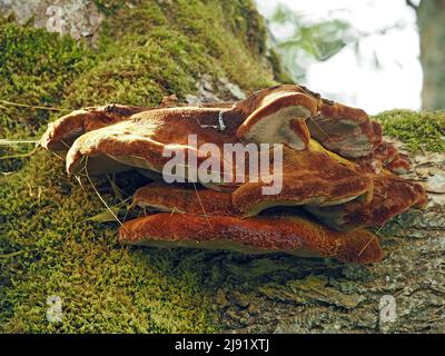 La soie d'araignée sur le champignon de la patte de Shaggy (Inonotus hispidus) provoque la pourriture du cœur des cendres sur l'arbre mature des cendres (Fraxinus excelsior) dans le North Yorkshire, en Angleterre, au Royaume-Uni Banque D'Images