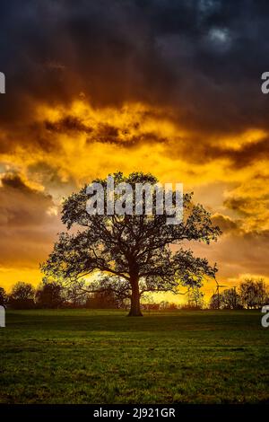 silhouette d'arbre de chêne seul sur la prairie au coucher du soleil Banque D'Images