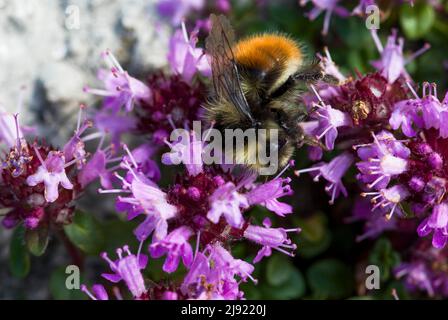 Bumblebee de montagne (Bombus monticola), thym commun (Thymus vulgaris), Guergaletsch, Grisons, Suisse Banque D'Images