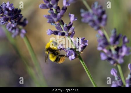 Bumblebee précoce (Bombus pratorum) buvant du nectar, lavande (Lavandula), Canton de Solothurn, Suisse- Banque D'Images