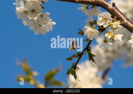 Grande abeille terrestre (Bombus terrestris) volant sur des fleurs de cerisier sauvage (Prunus avium), canton de Soleure, Suisse Banque D'Images