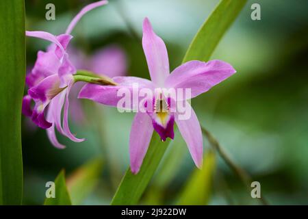 Orchid (Laelia anceps) fleuriant dans une serre, Allemagne Banque D'Images