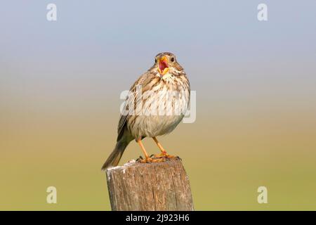 Banderole de maïs (Emberiza calandra), chant d'oiseau adulte, sur le poste de clôture, HANSAG, lac Neusiedl, Burgenland, Autriche Banque D'Images