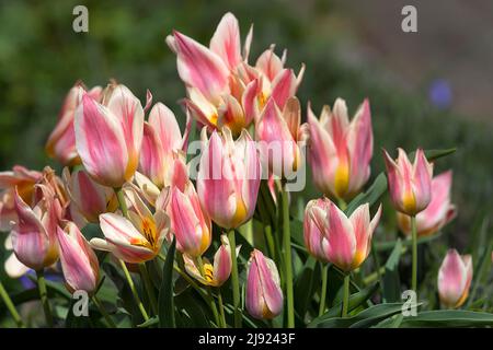 Tulipes colorées (Tulipa), Bavière, Allemagne Banque D'Images