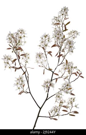 Branche fleurie d'un mespilus enneigé (Amelanchier lamarckii) sur fond blanc, photographie de studio, Bavière, Allemagne Banque D'Images