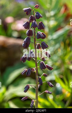 Couronne impériale perse (Fritilaria persica), jardin botanique, Erlangen, moyenne-Franconie, Bavière, Allemagne Banque D'Images