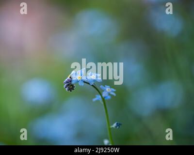Bois Forget-Me-Not (Myosotis sylvatica), Leoben, Styrie, Autriche Banque D'Images