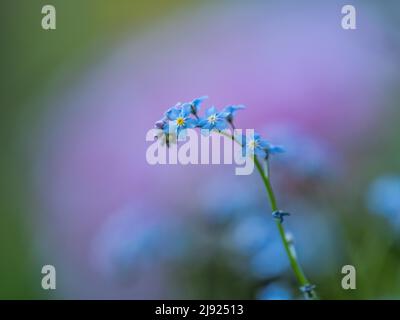 Bois Forget-Me-Not (Myosotis sylvatica), Leoben, Styrie, Autriche Banque D'Images