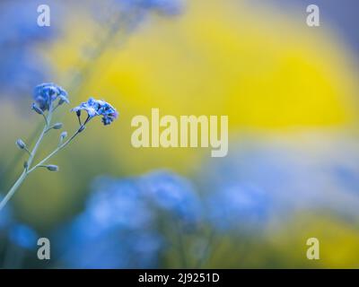 Bois Forget-Me-Not (Myosotis sylvatica), Leoben, Styrie, Autriche Banque D'Images