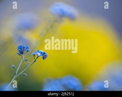 Bois Forget-Me-Not (Myosotis sylvatica), Leoben, Styrie, Autriche Banque D'Images