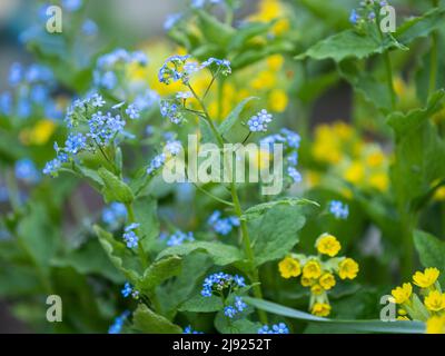 Bois Forget-Me-Not (Myosotis sylvatica), Leoben, Styrie, Autriche Banque D'Images