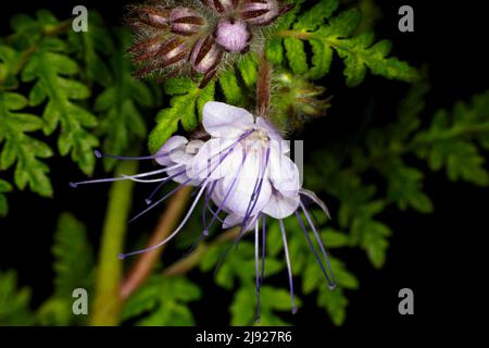 Lacy phacelia (Phacelia tanacetifolia), beauté tuftée, photographie en studio avec fond noir Banque D'Images