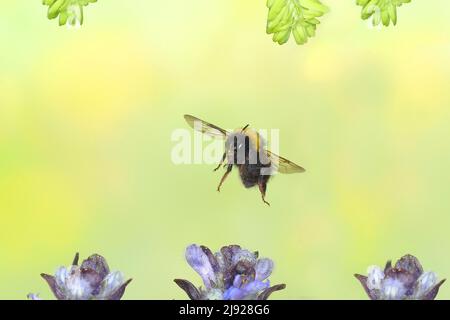 Bumblebee (Bombus hypnorum), en vol, photo de la nature à grande vitesse, sur le bugle bleu rampant (Ajuga reptans), Siegerland, Rhénanie-du-Nord-Westphalie Banque D'Images